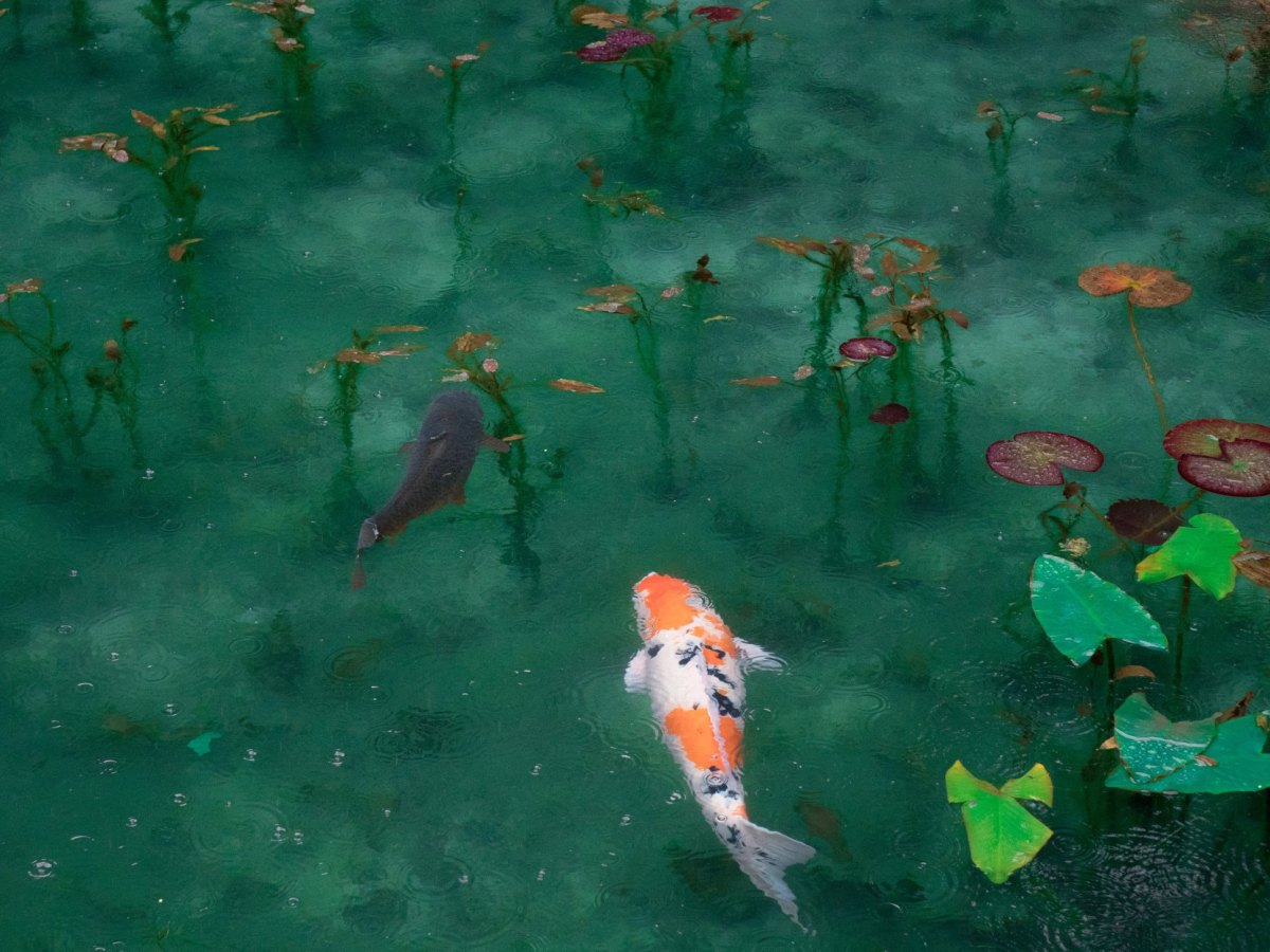 Speech & Responsibility: Offering&nbsp;Advice