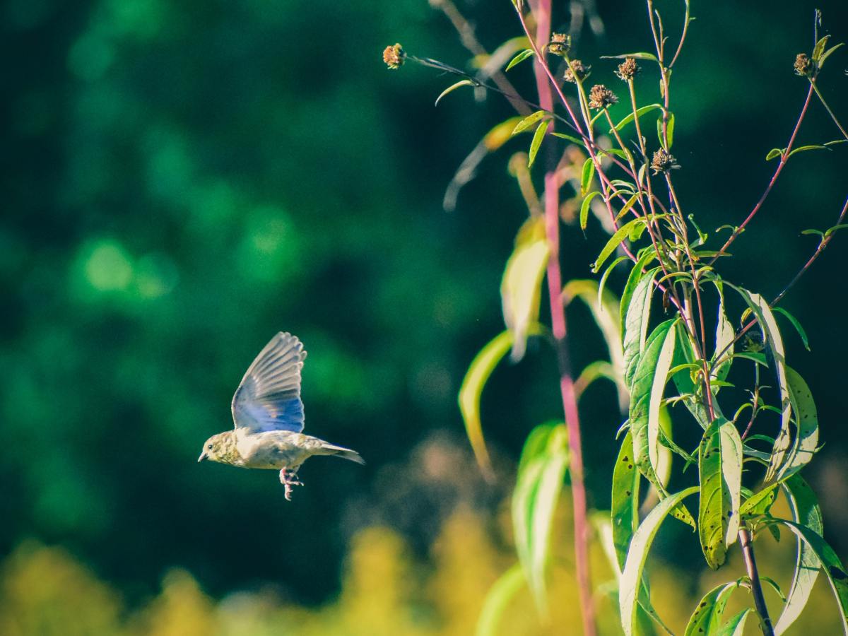 The Goldfinch (Short&nbsp;Story)